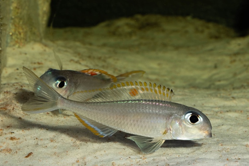 Xenotilapia nigrolabiata 'Chituta Bay'